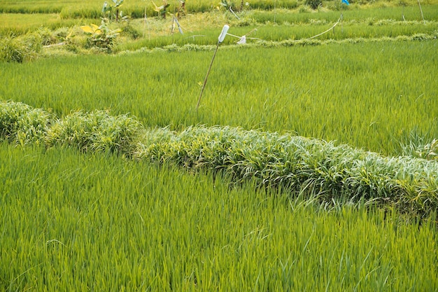 Rice plants in the fields