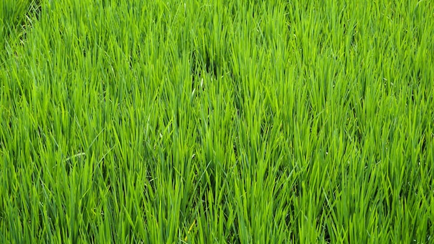 Rice plants in the fields