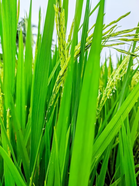 Rice plants in a green field