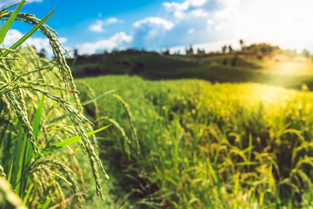 Rice plants near the harvest season, and rice fields that are grown on high mountains