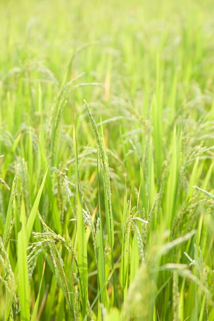 rice in rice field