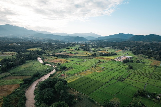 Rice and rice fields in the countryside