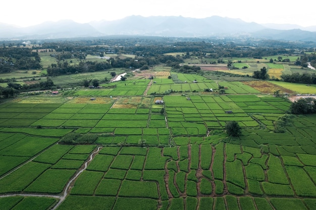 Rice and rice fields in the countryside