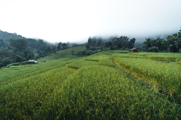 Rice and rice fields on rainy and foggy days in Asia