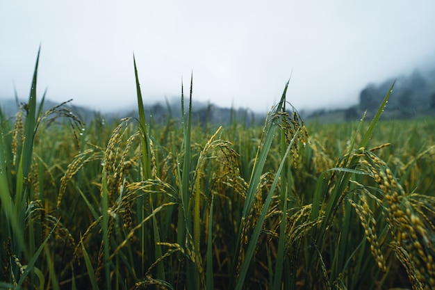 Rice and rice fields on rainy and foggy days in Asia