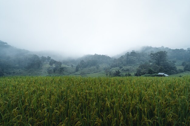 Rice and rice fields on rainy and foggy days in Asia