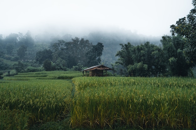 Рис и рисовые поля в дождливые и туманные дни в Азии