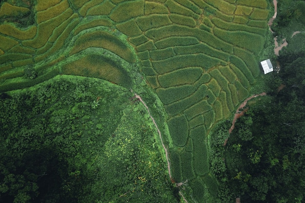 Rice and rice fields on rainy and foggy days in asia