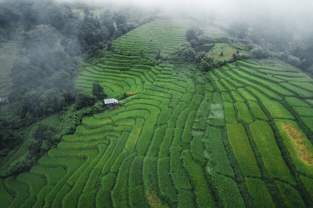 Rice and rice fields on rainy and foggy days in Asia