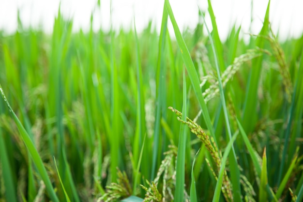 Rice and rice fields.