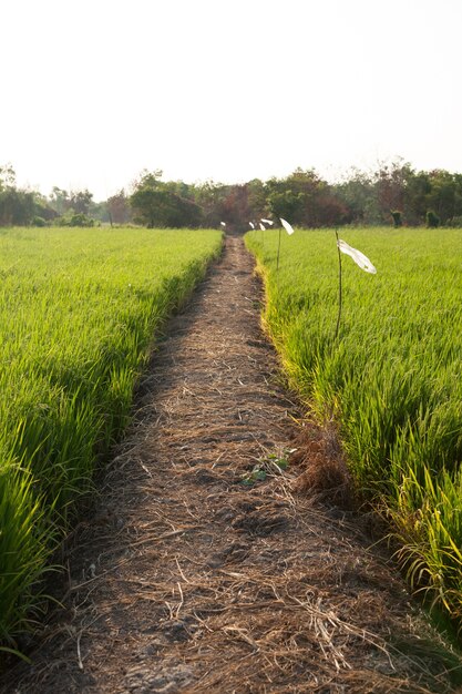 Rice and rice fields.