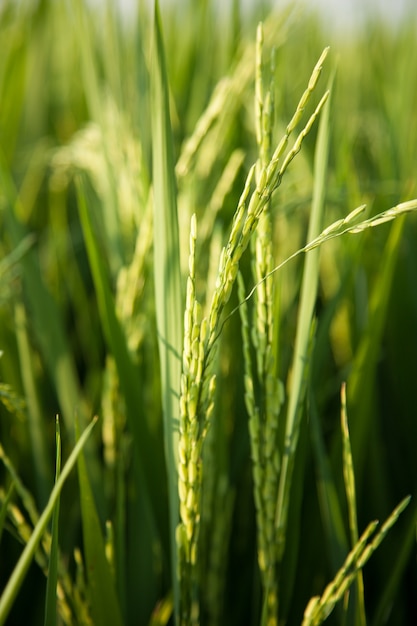 Rice and rice fields.