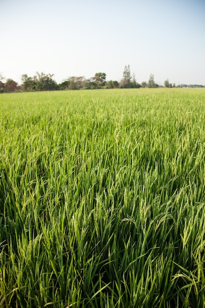 Rice and rice fields.