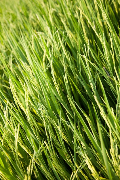 Rice and rice fields.