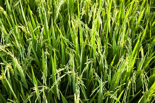 Rice and rice fields.