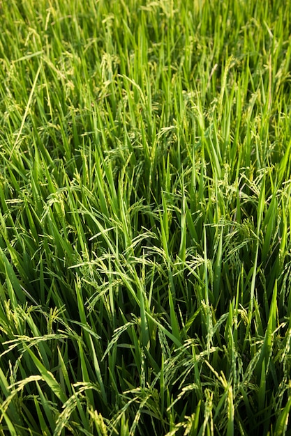 Rice and rice fields.