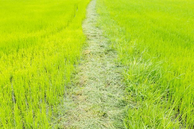 Rice in the rice fields