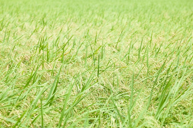 Rice in the rice fields