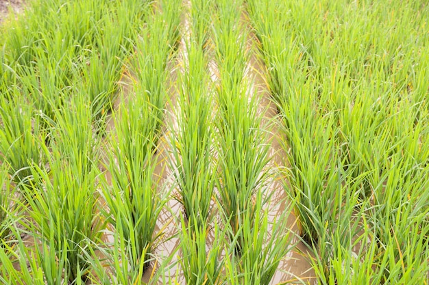 Rice in the rice fields