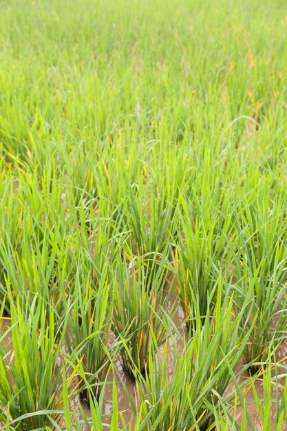 Rice in the rice fields