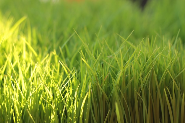 Photo rice seed closeup background