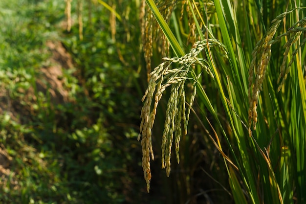 植物にライスシード。