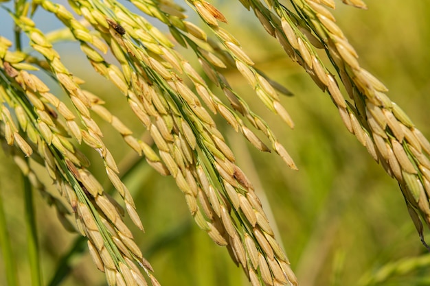 Семя риса зрелое в поле. Семена риса спелые и зеленые листья на рисовом поле с мягким теплым светом по утрам