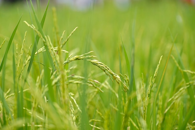 Rice seed ripe and green leaves in rice field in the morning