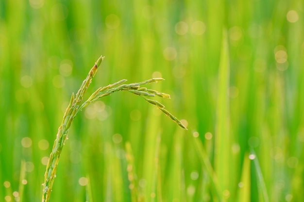 Rice seeding in nature