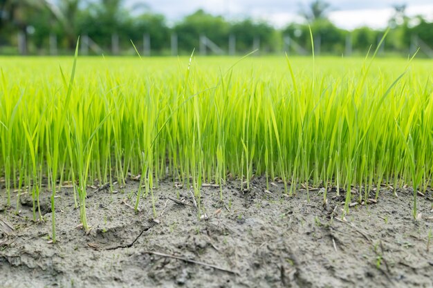 rice seedling growing in the field