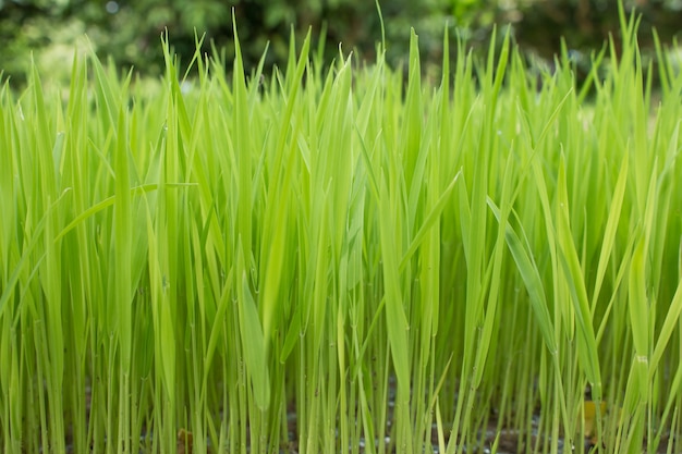 イネの実生、イネの開始またはイネの植物。