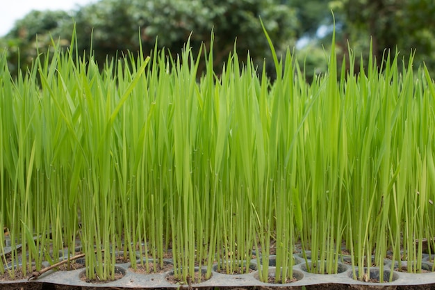 Rice seedlings,The beginning of a rice plant or Rice plant.