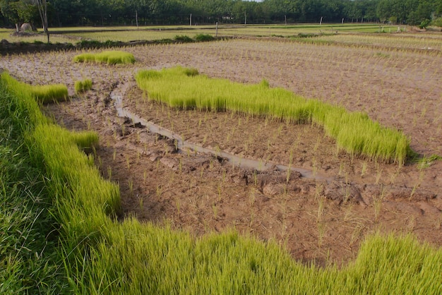 Rice seedlings