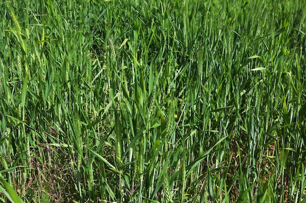 Rice in the small village on Nile river, Sudan