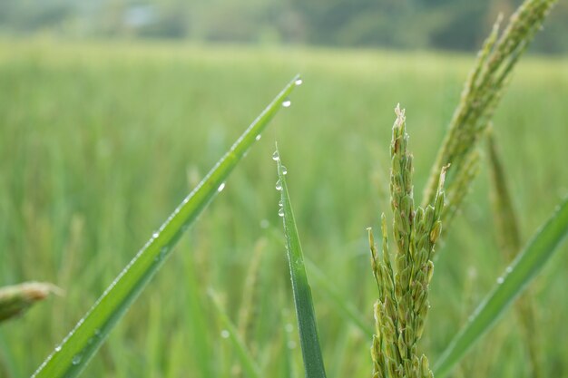 rice spike in Paddy field on autumn