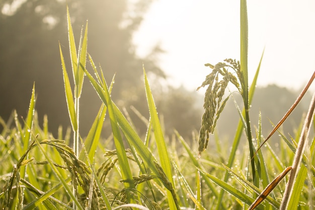 rice spike in Paddy field on autumn