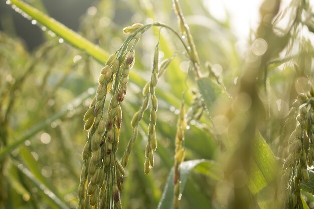 Photo rice spike in paddy field on autumn