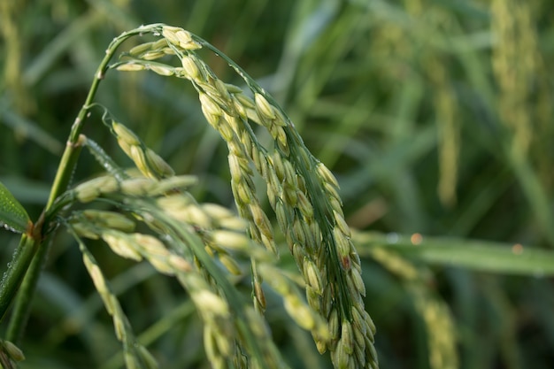 rice spike in Paddy field on autumn