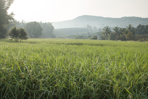 rice spike in Paddy field on autumn