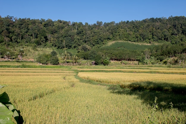 Foto colpo di riso nel campo paddy