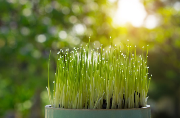 Rice sprout growing from seed growing