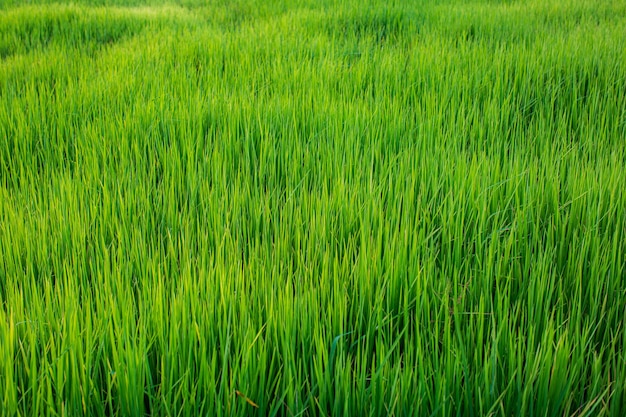 Грязь ростков риса в саженцах риса на зеленом фоне сельского хозяйства