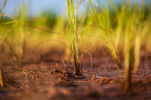 자연 배경으로 쌀 진흙 묘목에 벼 싹 찌르기