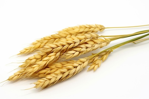 rice on the stalk that is ready to be harvested isolated on white background