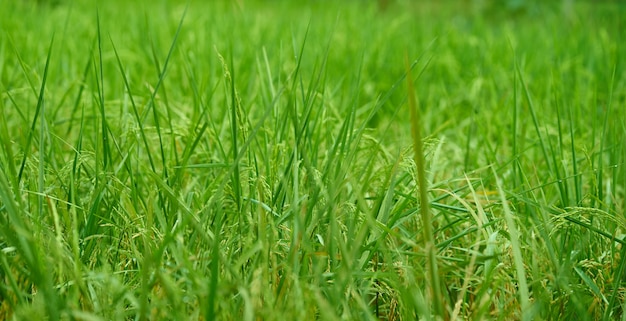 Rice stem on field.