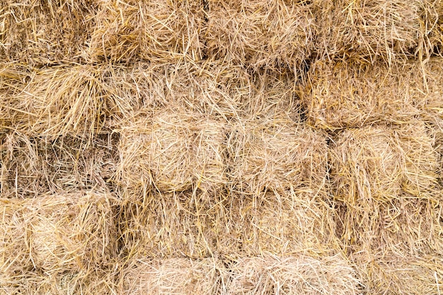 rice straw background