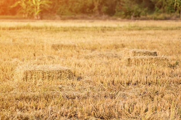 Rice straw bales on rice field background, natural design farming concept