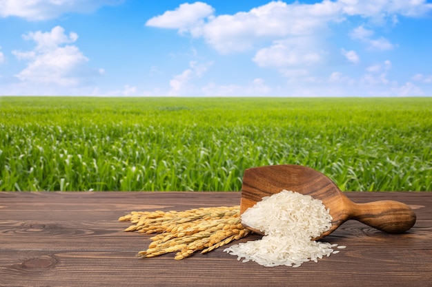 rice on table against the green field