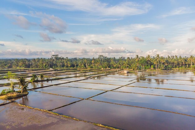 Rice Terrace Aerial Shot Image of beautiful terrace rice field