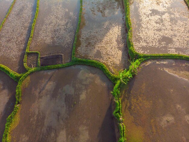 Рисовая терраса Аэрофотоснимок Изображение красивого рисового поля на террасе